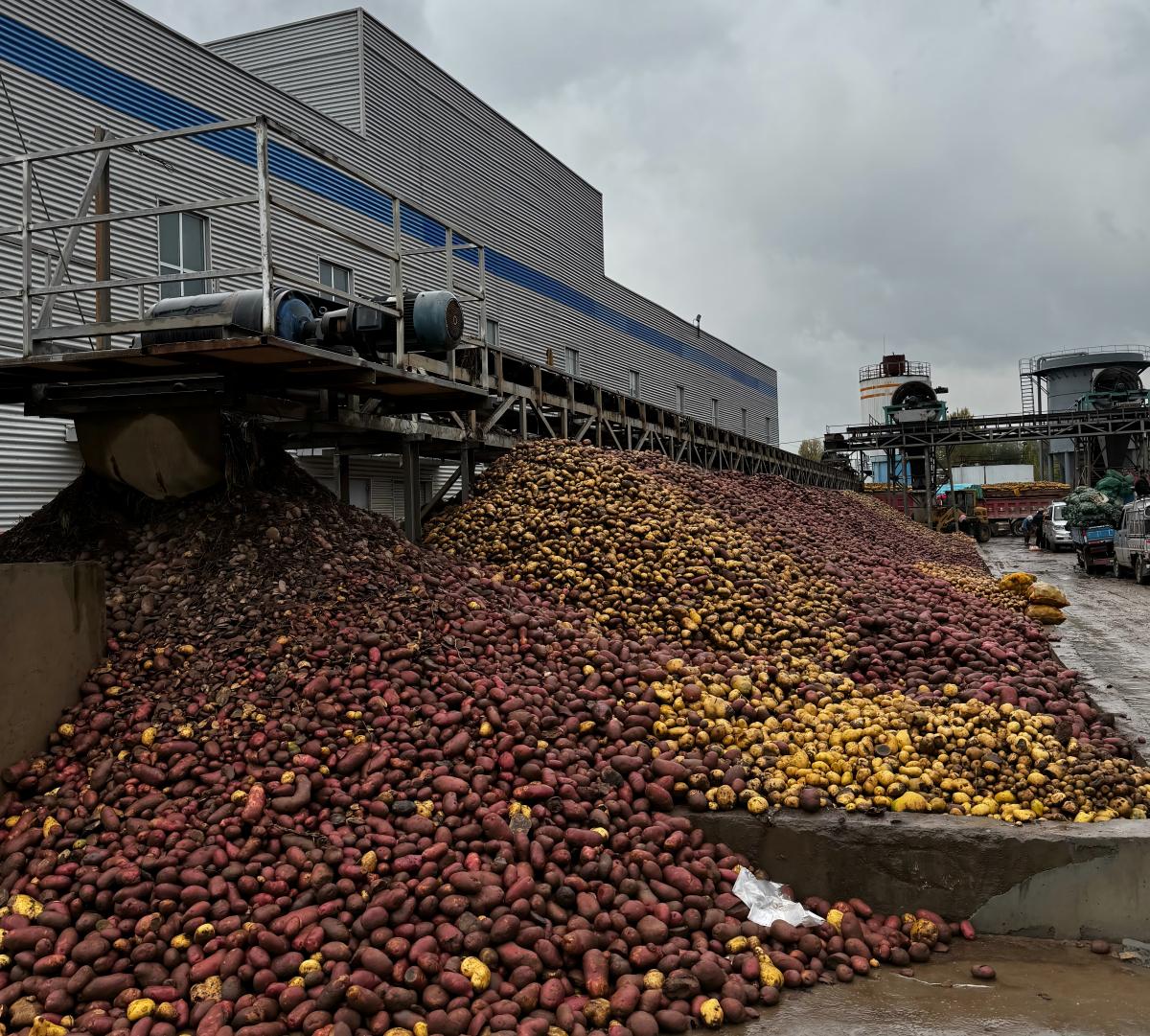 Fresh potatoes for starch extraction processing