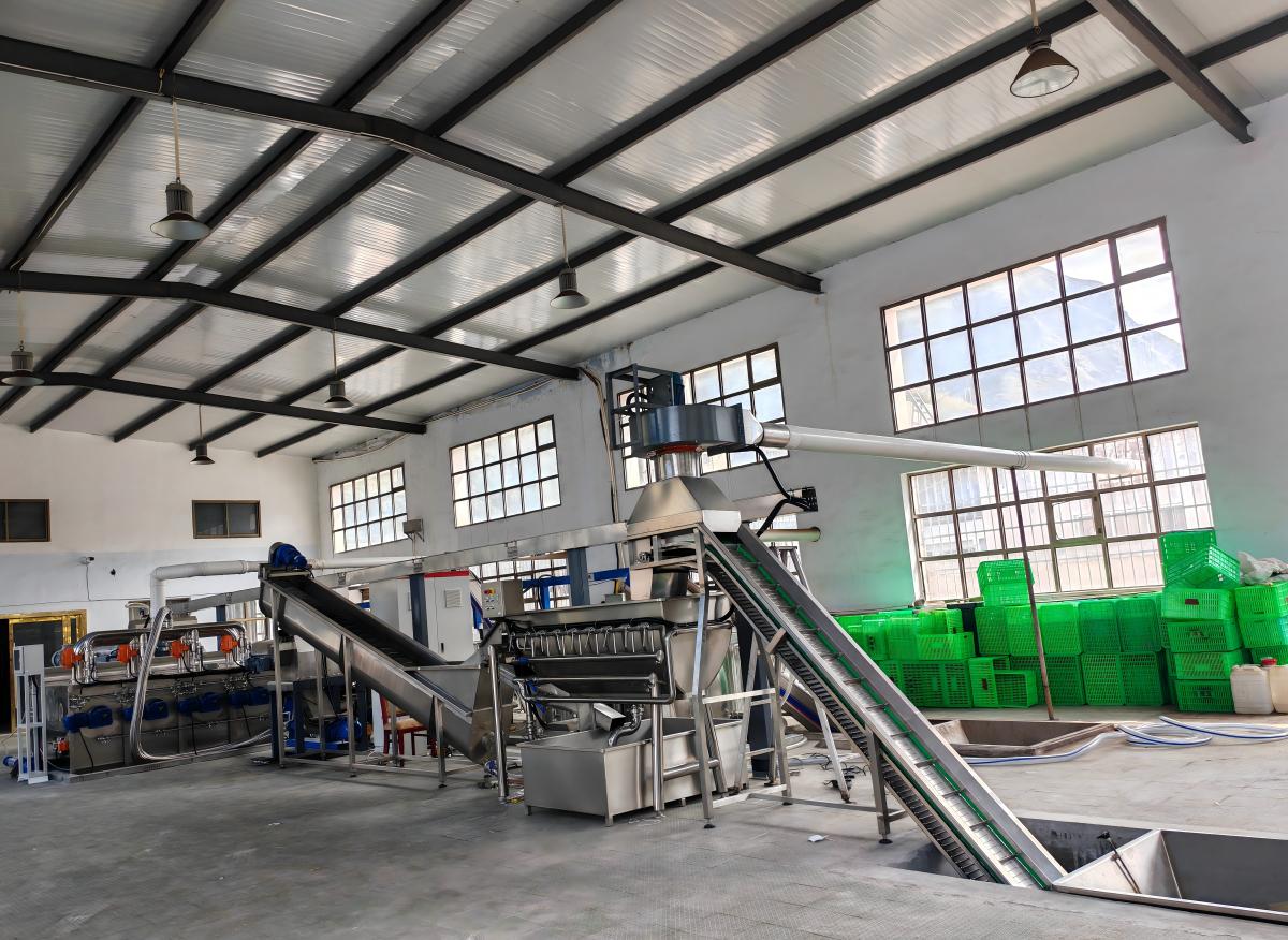Olive oil production line front-end equipment including washing and conveying systems