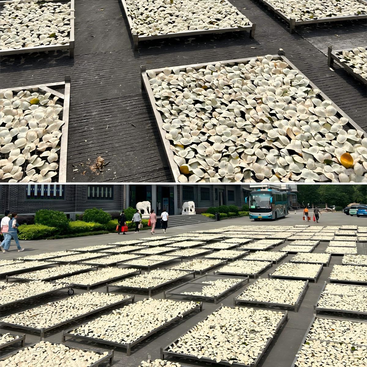 Orange peel drying area