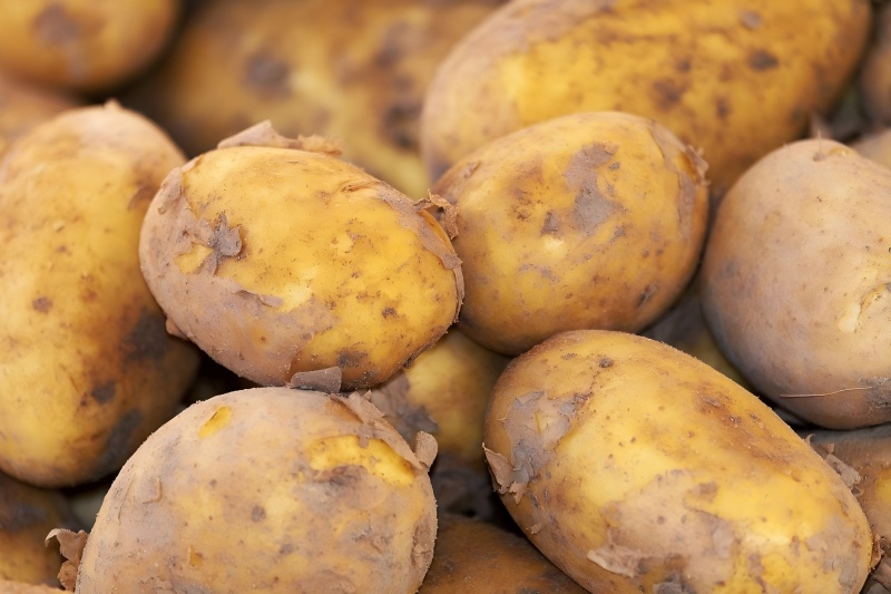 Centrífuga decantadora para amido de batata em linha contínua de extração