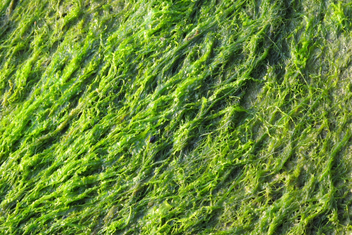 Algae dewatering