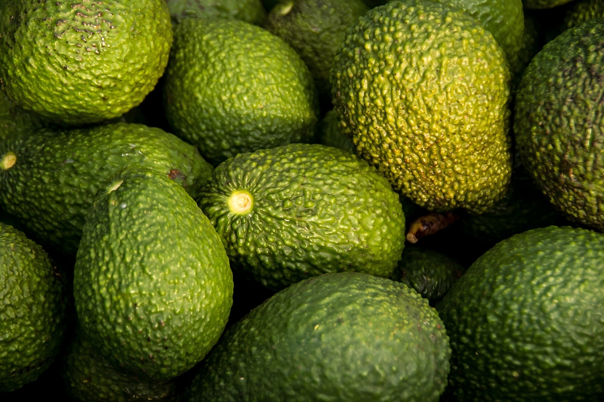 Avocado oil extraction