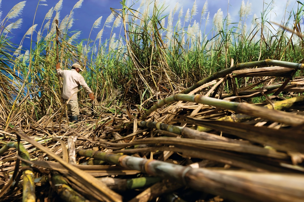 Cane sugar dewatering