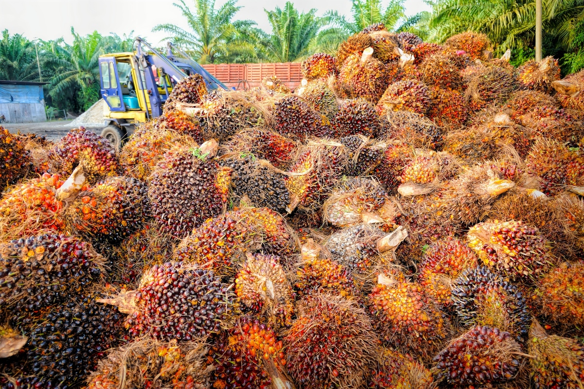 Palm oil extraction